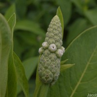 Sphenoclea zeylanica Gaertn.